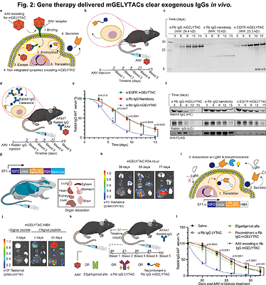 AAV delivered lysosome-targeting chimeras mediate sustained antibody depletion in vivo