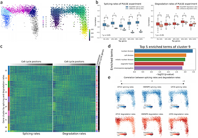 A deep generative model for estimating single-cell RNA splicing and degradation rates