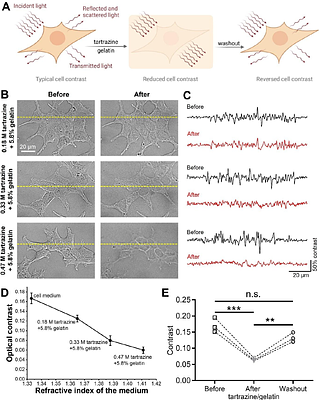 Tartrazine clears live cells while preserving viability at high refractive indices and osmolality