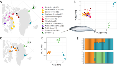 Habitat discontinuity and fidelity to migratory routes shape narwhal genetic structure and diversity