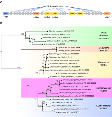 The genome of the Delisea pulchra: a resource for the study of chemical host-microbe interactions in red algae