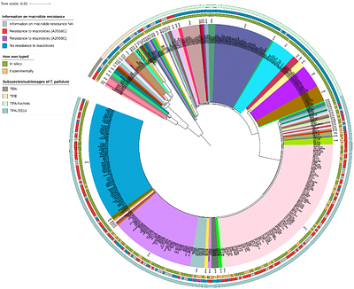 A new typing scheme demonstrates high discriminatory power for Treponema pallidum subspecies
