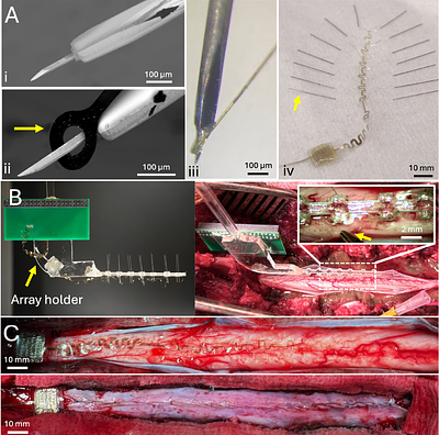 Flexible thin-film Implant with Depth Selectivity for Intraspinal Microstimulation