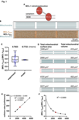 Stochasticity contributes to explaining minority and majority MOMP during apoptosis