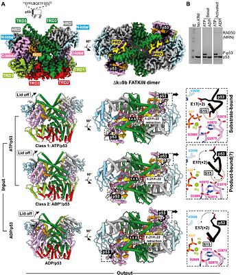 Insights into mechanisms of ATM activation via constitutively active mutants