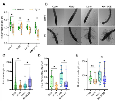 SnRK1.1 Coordinates Organ-Specific Growth-Defense Programs via Transcriptomic Rewiring in Arabidopsis thaliana