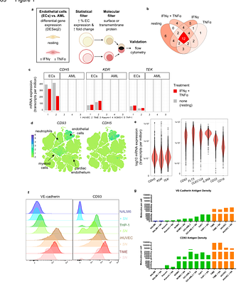VE-cadherin NOT-gated CD93 CAR T cells discriminate between AML and healthy endothelial cells