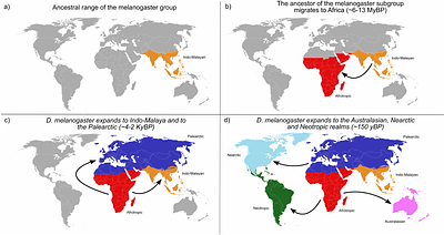 Biogeography shapes the TE landscape of Drosophila melanogaster
