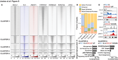 H2A.Z chaperones converge on histone H4 acetylation for melanoma cell proliferation