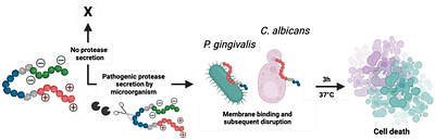 Activatable prodrug for controlled release of an antimicrobial peptide via the proteases overexpressed in Candida albicans and Porphyromonas gingivalis