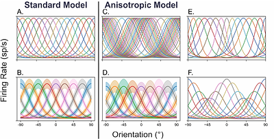 Task-specific neural mechanisms underlie biases in human orientation perception
