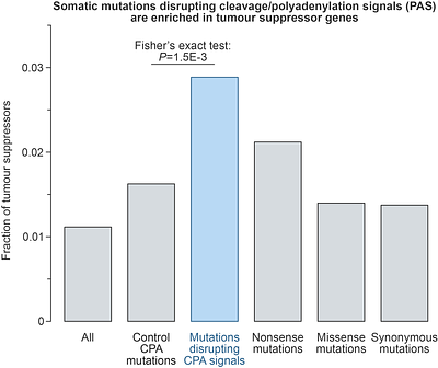 Recurrent disruption of tumour suppressor genes in cancer by somatic mutations in cleavage and polyadenylation signals