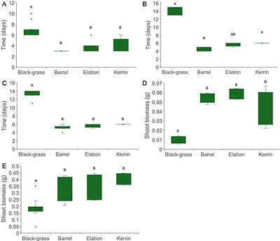 Wheat - black-grass competition is a non-zero-sum game influenced by root growth