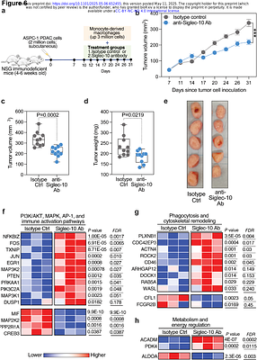 Targeting Siglec-10/α3β1 Integrin Interactions Enhances Macrophage-Mediated Phagocytosis of Pancreatic Cancer