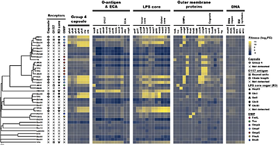 Surface architecture of the bacterial envelope determines phage adsorption route in pathogenic Escherichia coli O157:H7