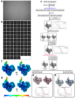 Structural Basis of Polypurine Track Strand Displacement by HIV-1 Reverse Transcriptase