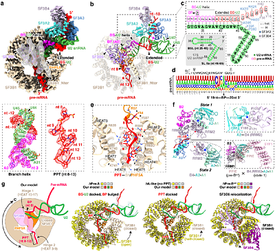 The tumour suppressor RBM5 activates the helicase DHX15 to regulate splicing