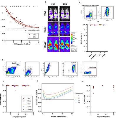The DivisionCounter, a method for counting large ranges of cell divisions in vivo, reveals cell dynamics of leukemic cell killing via CAR-T therapy
