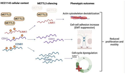 METTL3 modulates cell viability and motility in HCC1143 and MDA-MB-231 triple-negative breast cancer cells