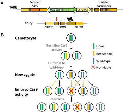 A confined gene drive for population modification in the malaria vector Anopheles stephensi