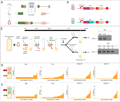 Surface Display For Phage Assisted Continuous Evolution: A Platform For Evolving / Screening Nanobodies In Prokaryote Systems