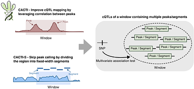 Improved chromatin QTL mapping with CACTI