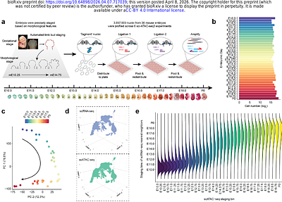 Evolutionary transfer learning enables organism-wide inference of mammalian enhancer landscapes