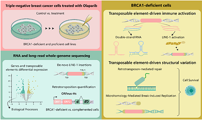 Transposable elements shape olaparib response according to BRCA1 status in triple-negative breast cancer
