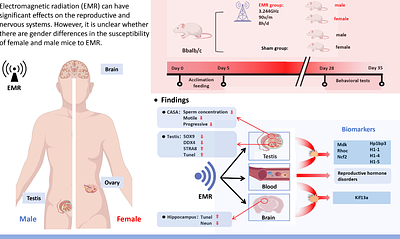 Sex-Specific Vulnerability to Radiofrequency Electromagnetic Radiation-Induced Reproductive and Neurological Impairment in Mice