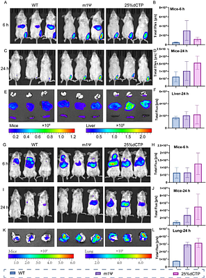 Deoxyribonucleotide incorporation reshapes mRNA design beyond canonical ribonucleotide boundaries