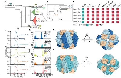 Form IF Rubiscos include highly active, specific, and small subunit-independent enzymes.