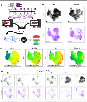 Multimodal induction of fulminant HLH by IL-18 includes virus-specific NK immunodeficiency