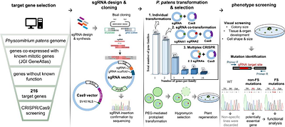 CRISPR/Cas9 targeted genetic screening in Physcomitrella identifies novel cell division genes