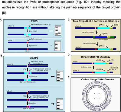EasyCAPS: A web tool for restriction-based genotyping and rational CRISPR-Cas9 donor design