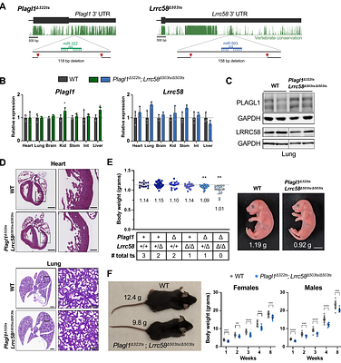 Plagl1 and Lrrc58 control mammalian body size by triggering target-directed microRNA degradation of miR-322 and miR-503