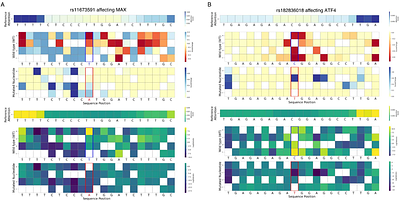 Genomic Language Model for Predicting Enhancers and Their Allele-Specific Activity in the Human Genome