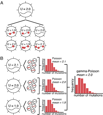 Mutation rate variability in viral populations: implications for lethal mutagenesis