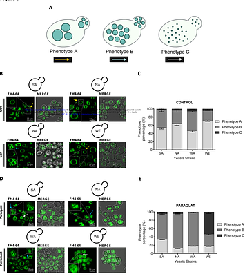 Oxidative stress and vacuolar variants influence paraquat response in Saccharomyces cerevisiae of different genetic variants