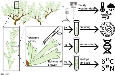 Weather and leaf age separately contribute to temporal shifts in phyllosphere community structure and composition