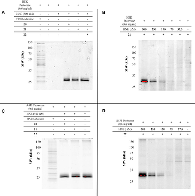 BODIPY-Tagged β-Lactams as Selective Quenched Activity-Based Probes to Target Human Neutrophil Elastase