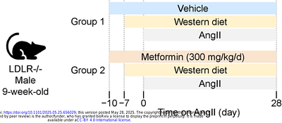 Metformin Does Not Attenuate Angiotensin II-Induced Aortic Aneurysms in Low-Density Lipoprotein Receptor Deficient Mice