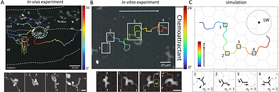 Chemotaxis of branched cells in complex environments