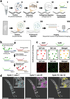 Whole-organism spatial transcriptomics at single-cell resolution in C. elegans
