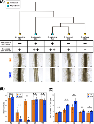 The submergence-induced drastic morphological plasticity of root in the amphibious plant Callitriche palustris