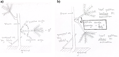Mechanisms and Plasticity in Leaves and Leaflets in a Creeping Legume, Mimosa pudica