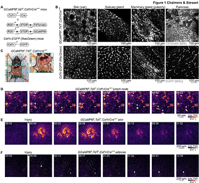 Macrophage calcium signaling dynamics revealed using genetically-encoded sensors