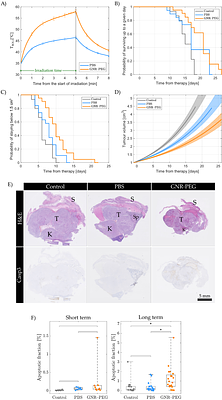 A Toolbox for the Personalization of Plasmonic Photothermal Therapy in Orthotopic Mouse Tumor Models
