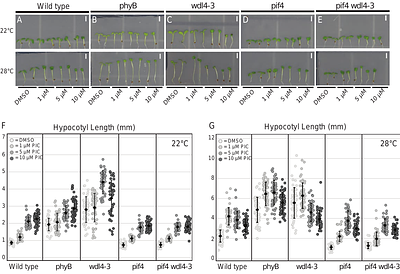 WDL4 is a microtubule associated protein required for phytochrome B dependent thermomorphogenesis