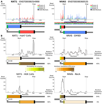 Ribosome Decision Graphs for the Representation of Eukaryotic RNA Translation Complexity