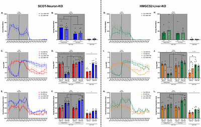 Neuronal ketone body utilization couples exercise and time-restricted feeding to cognitive enhancement